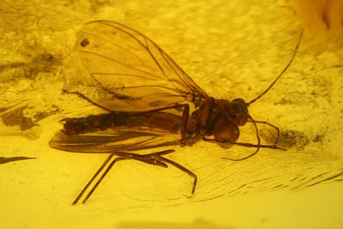 Fossil Fly (Diptera) In Baltic Amber #139040